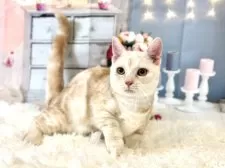 マンチカン(短足)【東京都・男の子・2025年7月16日・レッドタビー】の写真5