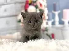 ブリティッシュショートヘア【東京都・女の子・2025年11月5日・ブルー】の写真5