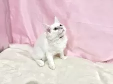 ノルウェージャンフォレストキャット【東京都・女の子・2025年8月2日・ホワイト】の写真5