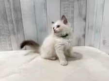 ラグドール【東京都・男の子・2025年7月13日・シールポイントバイカラー】の写真5