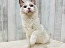 ラグドール【東京都・男の子・2025年3月27日・ブルーポイントバイカラー】の写真5