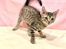 マンチカン(長足)【東京都・男の子・2025年7月16日・ブラウンタビー】の写真5