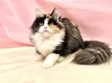 マンチカン(長足)【東京都・女の子・2025年4月16日・キャリコ】の写真5