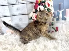 マンチカン(長足)【東京都・女の子・2025年10月11日・トーティシェル】の写真5