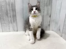 ノルウェージャンフォレストキャット【東京都・男の子・2025年5月15日・ブルー&ホワイト】の写真5