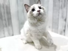 ラグドール【東京都・男の子・2025年4月13日・シールポイントバイカラー】の写真6