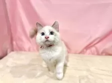 ラグドール【東京都・男の子・2025年7月13日・ブルーポイントバイカラー】の写真6