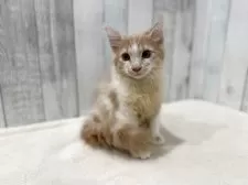 ノルウェージャンフォレストキャット【東京都・男の子・2025年7月2日・クリーム&ホワイト】の写真6