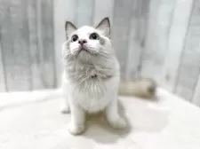 ラグドール【東京都・男の子・2025年4月13日・シールポイントバイカラー】の写真6