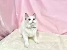 ラグドール【東京都・男の子・2025年6月27日・ブルーポイントバイカラー】の写真5