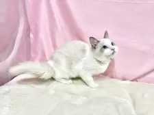 ラグドール【東京都・男の子・2025年6月27日・ブルーポイントバイカラー】の写真6