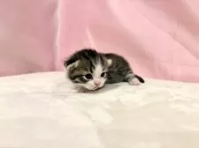 マンチカン(短足)【東京都・男の子・2025年10月19日・ブラウンタビー&ホワイト】の写真6