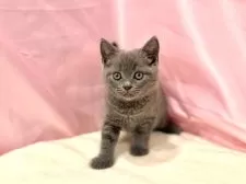 ブリティッシュショートヘア【東京都・男の子・2025年8月25日・ブルー】の写真6