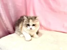 スコティッシュフォールド(立ち耳)【東京都・女の子・2025年4月18日・ダイリュートキャリコ】の写真6