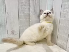 ラグドール【東京都・男の子・2025年6月11日・ブルーポイントミテッド】の写真10