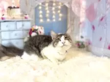 ノルウェージャンフォレストキャット【東京都・男の子・2025年5月15日・ブルー&ホワイト】の写真6