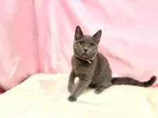 ブリティッシュショートヘア【東京都・女の子・2025年6月30日・ブルー】の写真6