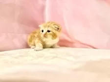 スコティッシュフォールド(折れ耳)【東京都・男の子・2025年10月11日・レッドタビー&ホワイト】の写真6