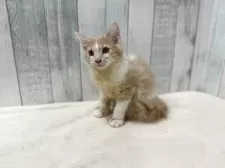 ノルウェージャンフォレストキャット【東京都・男の子・2025年7月2日・クリーム&ホワイト】の写真7