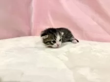 マンチカン(短足)【東京都・男の子・2025年10月19日・ブラウンタビー&ホワイト】の写真7