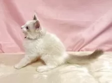 ラグドール【東京都・男の子・2025年8月21日・ブルーポイントバイカラー】の写真7