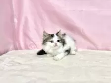 マンチカン(長足)【東京都・男の子・2025年9月3日・ブラウンタビー&ホワイト】の写真7