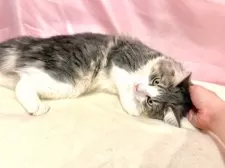 ノルウェージャンフォレストキャット【東京都・男の子・2025年4月17日・ブルー&ホワイト】の写真7