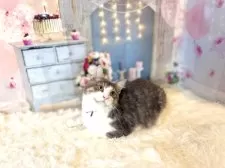 ノルウェージャンフォレストキャット【東京都・男の子・2025年5月15日・ブルー&ホワイト】の写真7