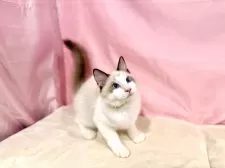 ラグドール【東京都・男の子・2025年7月13日・シールポイントバイカラー】の写真7