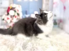 ノルウェージャンフォレストキャット【東京都・男の子・2025年8月2日・ブルー&ホワイト】の写真7