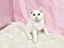 ノルウェージャンフォレストキャット【東京都・女の子・2025年8月2日・ホワイト】の写真7