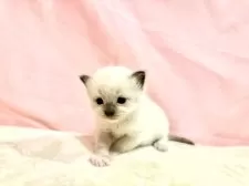 ラグドール【東京都・女の子・2025年10月11日・ブルーポイントミテッド】の写真7