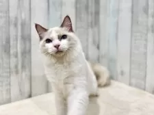 ラグドール【東京都・男の子・2025年3月27日・ブルーポイントバイカラー】の写真7