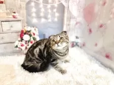 スコティッシュフォールド(折れ耳)【東京都・男の子・2025年10月11日・ブラウンタビー】の写真7