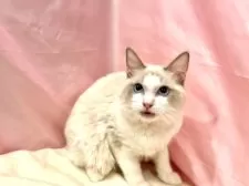 ラグドール【東京都・男の子・2025年3月27日・ブルーポイントバイカラー】の写真7