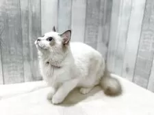 ラグドール【東京都・男の子・2025年4月13日・シールポイントバイカラー】の写真7