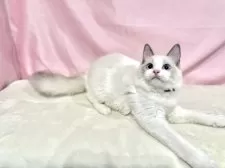 ラグドール【東京都・男の子・2025年6月27日・ブルーポイントバイカラー】の写真6