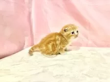 スコティッシュフォールド(折れ耳)【東京都・男の子・2025年10月11日・レッドタビー&ホワイト】の写真7