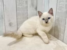 ラグドール【東京都・男の子・2025年6月11日・ブルーポイントミテッド】の写真3