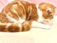 スコティッシュフォールド(立ち耳)【東京都・男の子・2025年4月14日・レッドタビー&ホワイト】の写真7