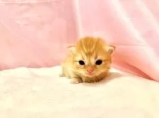 ミヌエット(短足)【東京都・女の子・2025年9月23日・レッドタビー】の写真8