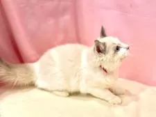 ラグドール【東京都・女の子・2025年6月27日・ブルーポイントバイカラー】の写真8