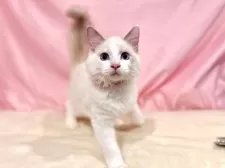 ラグドール【東京都・男の子・2025年7月13日・ブルーポイントバイカラー】の写真8