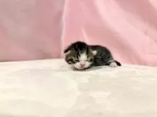 マンチカン(短足)【東京都・男の子・2025年10月19日・ブラウンタビー&ホワイト】の写真8