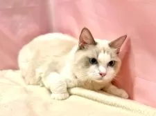 ラグドール【東京都・男の子・2025年3月27日・ブルーポイントバイカラー】の写真8