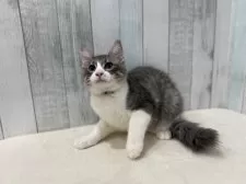 ノルウェージャンフォレストキャット【東京都・男の子・2025年5月15日・ブルー&ホワイト】の写真8