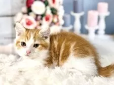 ミヌエット(長足)【東京都・男の子・2025年9月23日・レッドタビー&ホワイト】の写真8