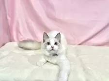 ラグドール【東京都・男の子・2025年6月27日・ブルーポイントバイカラー】の写真7