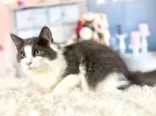 ノルウェージャンフォレストキャット【東京都・男の子・2025年8月2日・ブルー&ホワイト】の写真8