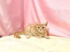 マンチカン(長足)【東京都・男の子・2025年8月23日・クリームタビー】の写真8